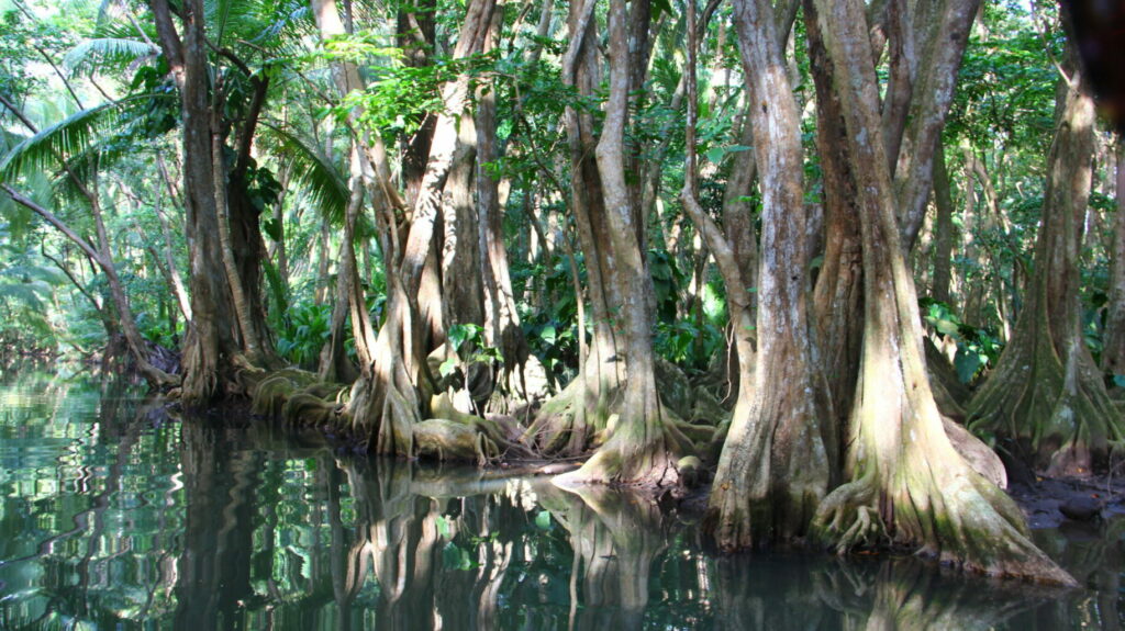 Mangrove