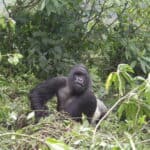 Gorilla tracking