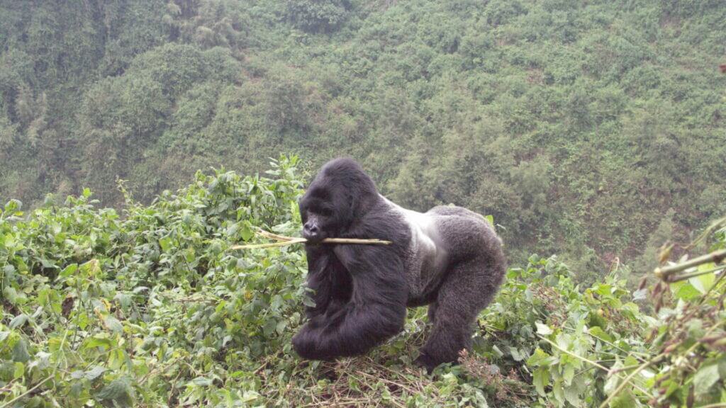 Gorilla tracking